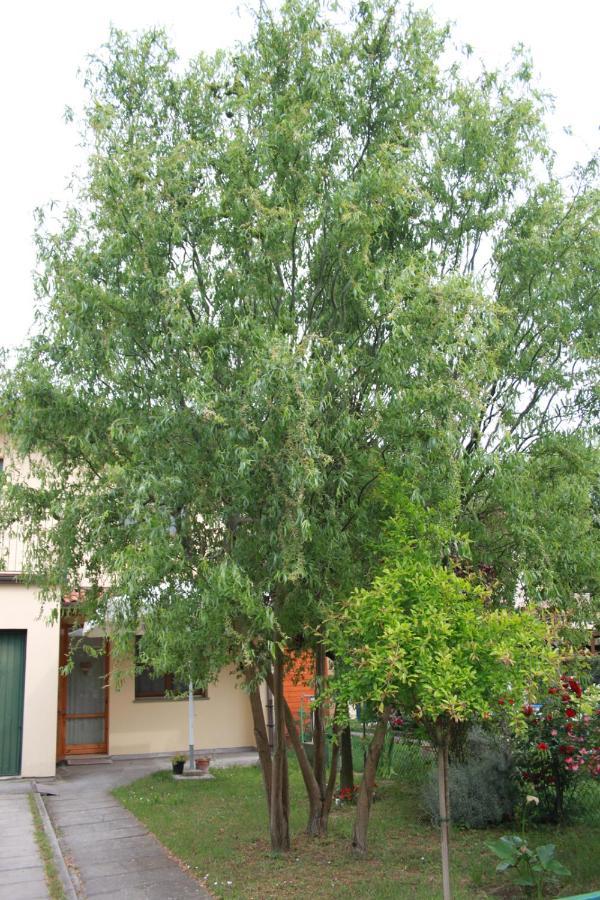 Bed and Breakfast I Salici Di Laura Porto Fuori Exterior foto